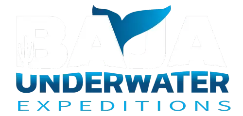Baja Underwater Expeditions